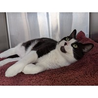 adopt-pet