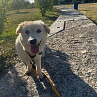 adopt-pet