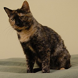 Thumbnail photo of Maggie - Foster-to-adopt #3