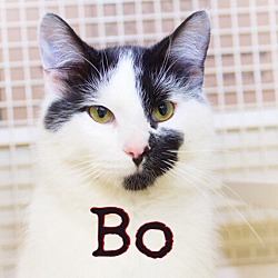 Thumbnail photo of Bo #1