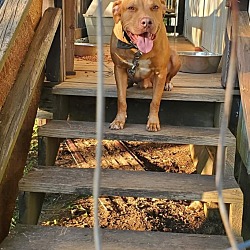 Photo of Red