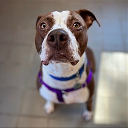 Photo of Willy (Experienced Foster Needed)