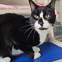 adopt a pet