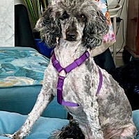 adopt-pet
