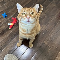 adopt a pet