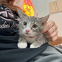 adopt a pet