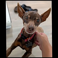 adopt a pet