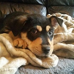 Photo of Shepard Mix Pups