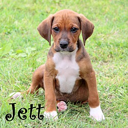 Thumbnail photo of Jett~adopted! #1