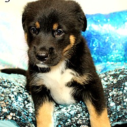 Thumbnail photo of Gatsby~adopted! #4