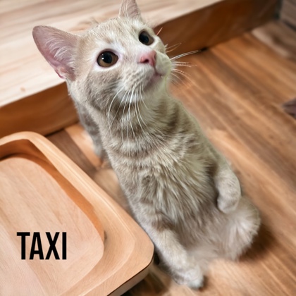Photo of Taxi