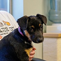 adopt a pet