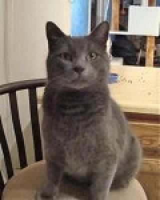 Colorado Springs Co Russian Blue Meet George A Pet For Adoption