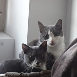 Thumbnail photo of FOSTER / ADOPT Purry LOVE BUGS #3