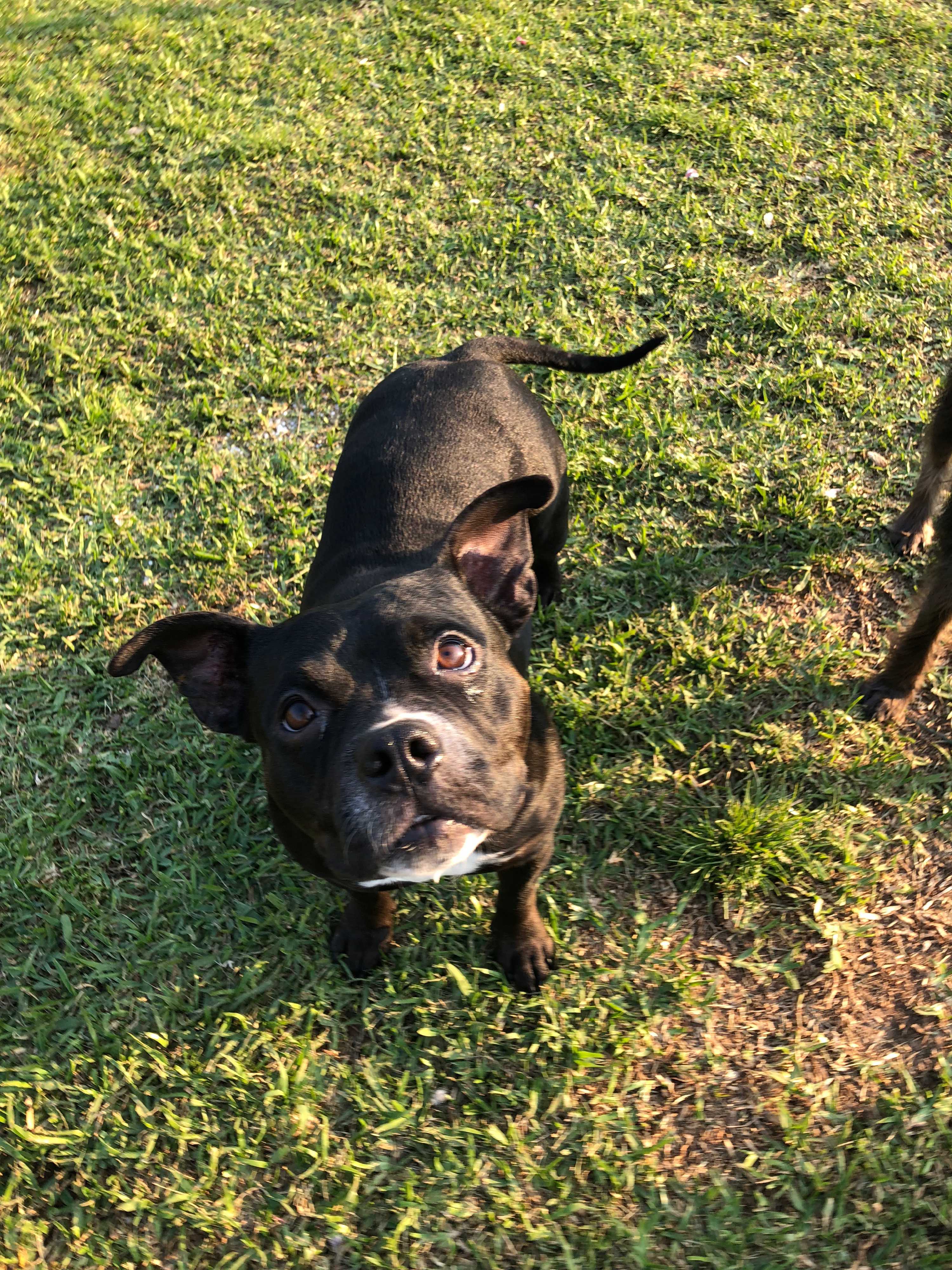 Adopt Hope a Black with White Staffordshire Bull Terrier