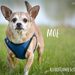 Thumbnail photo of Moe #1