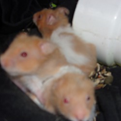 Thumbnail photo of Hamsters #4