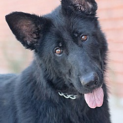 Available Pets At Westside German Shepherd Rescue Of Los Angeles In Los Angeles California