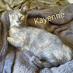 Thumbnail photo of Kayenne (ADOPTED!) #3