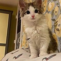 Photo of One Tree Hill Kittens: Peyton