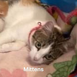 Thumbnail photo of Mittens #2