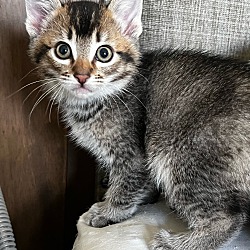 Photo of Male Kitten