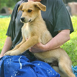 Thumbnail photo of Hondo~adopted! #3