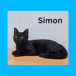 Thumbnail photo of Simon #4