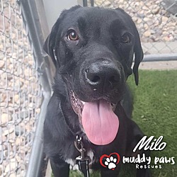 Thumbnail photo of Milo - Adoption Pending #1