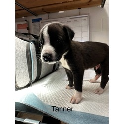 Thumbnail photo of Tanner #1