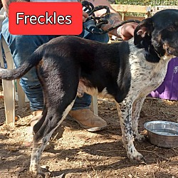 Thumbnail photo of Freckles #1