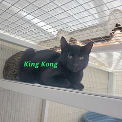 Thumbnail photo of King Kong #2