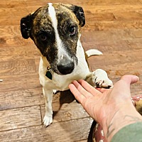 adopt a pet