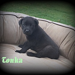 Thumbnail photo of Tonka #4