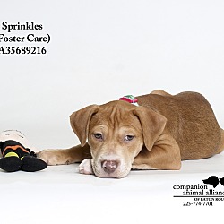 Thumbnail photo of Sprinkles  (Foster Care) #4
