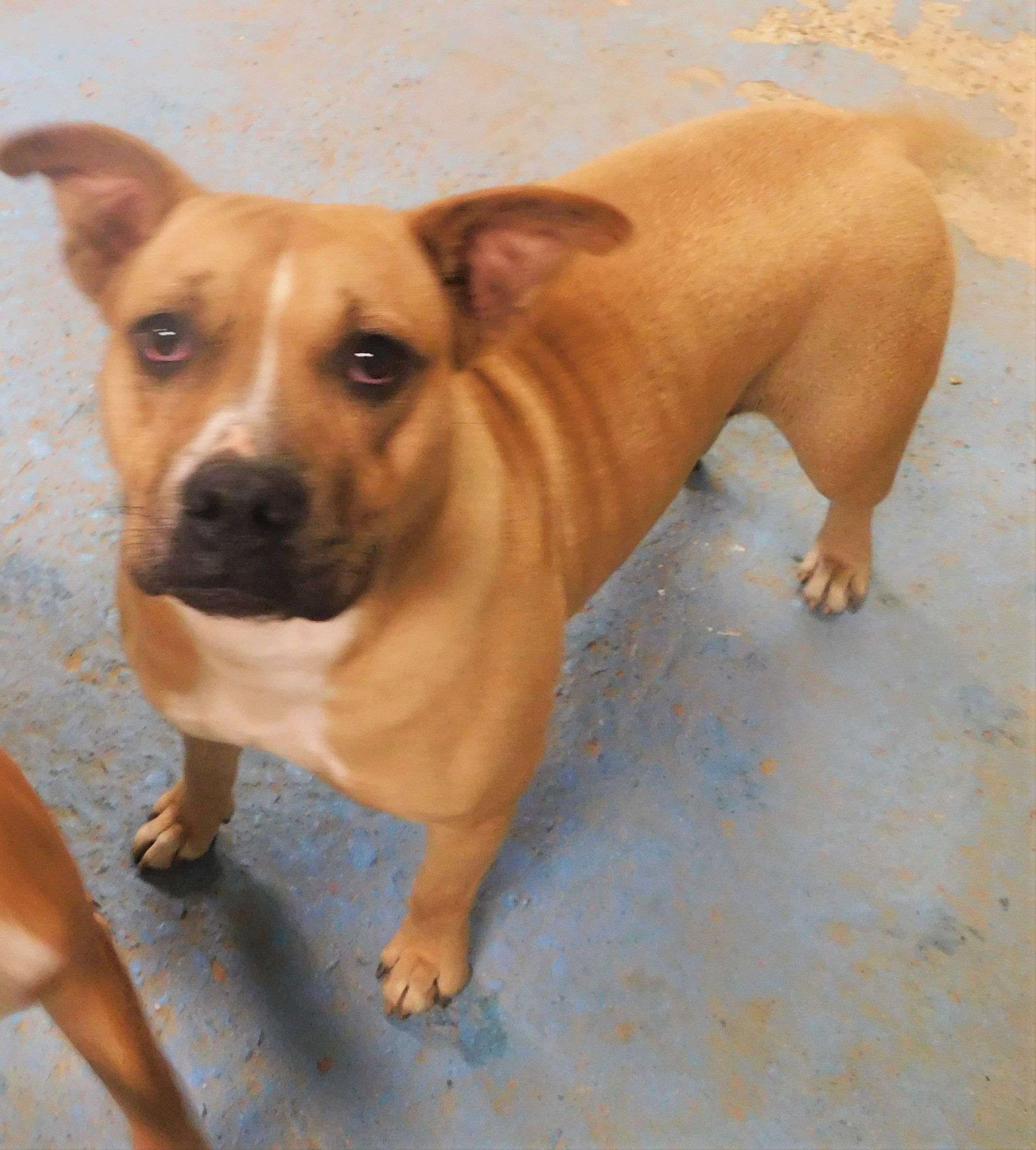 boxer bull terrier boxer bull terrier