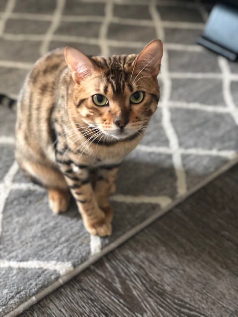 Download Bengal Cat Adoption Texas Photos