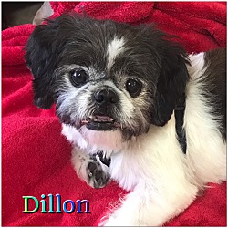 Thumbnail photo of Dillon #1