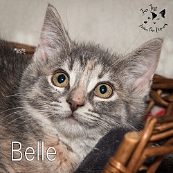 Thumbnail photo of Belle (adoption pending) #2