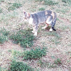 Photo of Kazz Feral barn cat