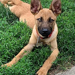 Thumbnail photo of Spice Pups : Cayenne #2