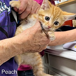 Photo of Peach