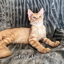 Photo of Steve The Pirate