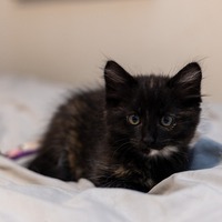 adopt-pet