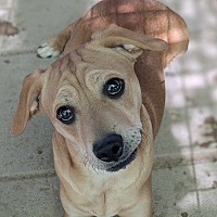adopt a pet