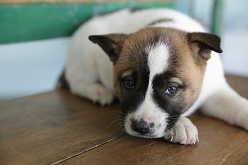 San Antonio, TX - Akita/Labrador Retriever. Meet Bella a Pet for