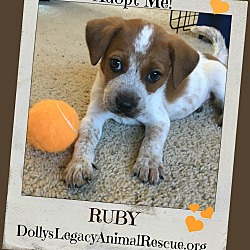 Thumbnail photo of RUBY #1