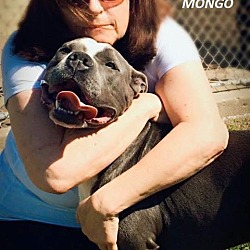 Thumbnail photo of Mongo #2