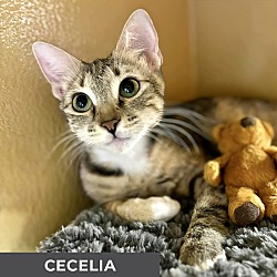 Thumbnail photo of Cecelia #2
