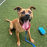 adopt a pet